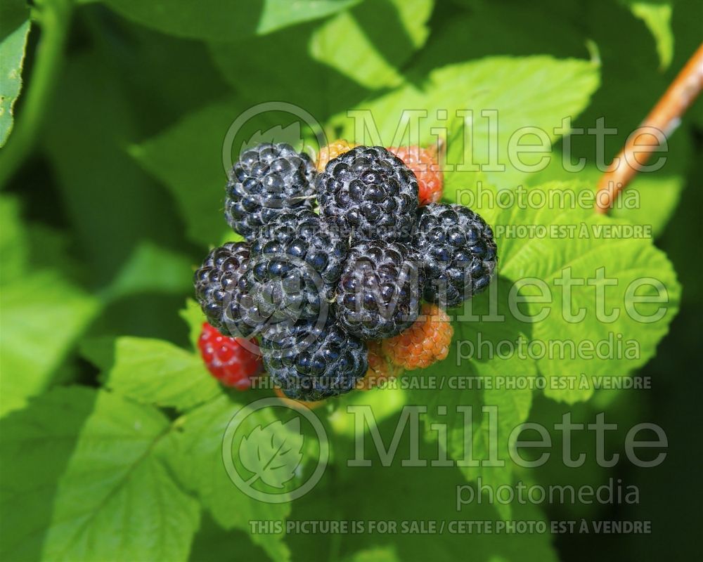 Rubus occidentalis (black raspberry) 1