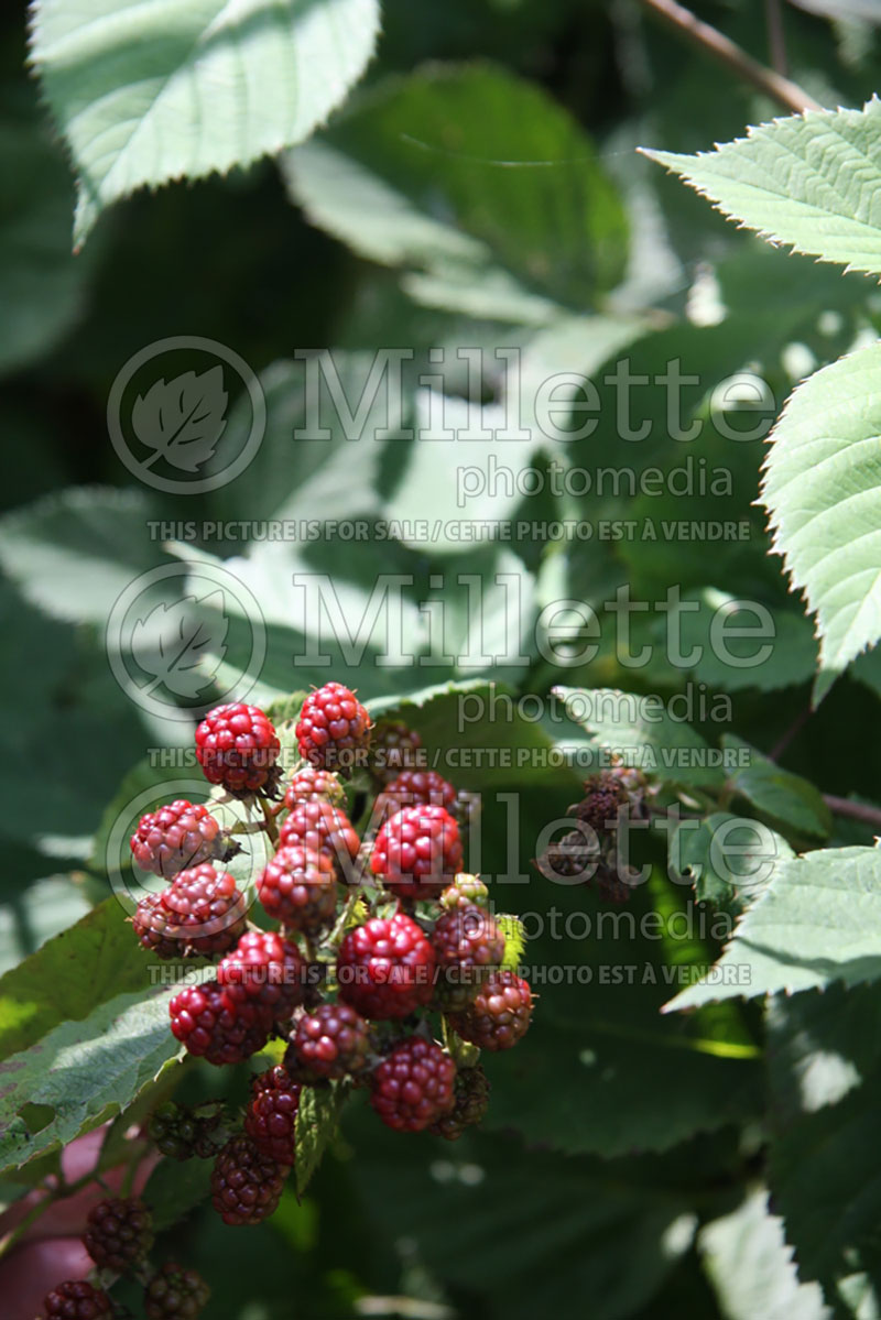 Rubus Perron Black (Blackberry bramble bush) 1 