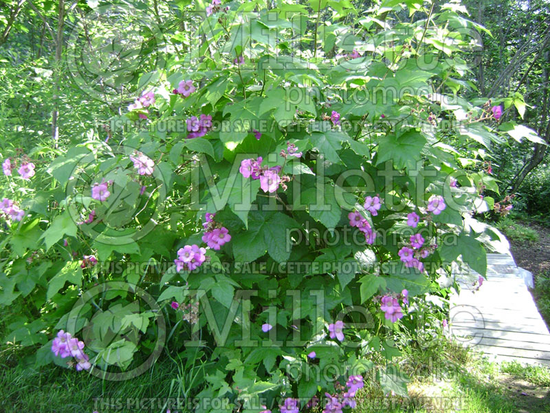 Rubus odoratus (Raspberry) 4 