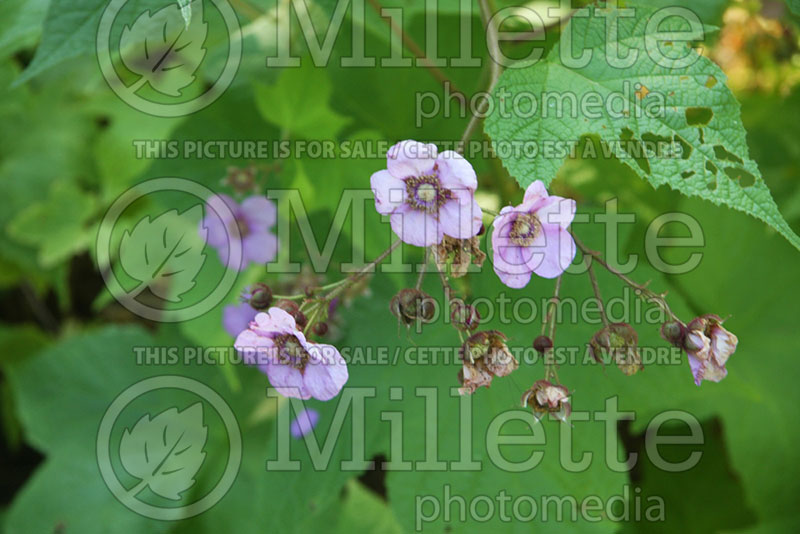 Rubus odoratus (Raspberry) 2 