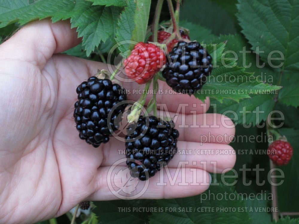 Rubus Triple Crown (blackberry) 3 