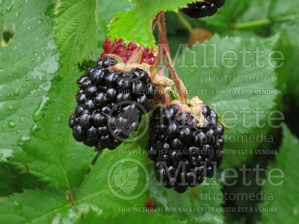 Rubus Triple Crown (blackberry) 1 