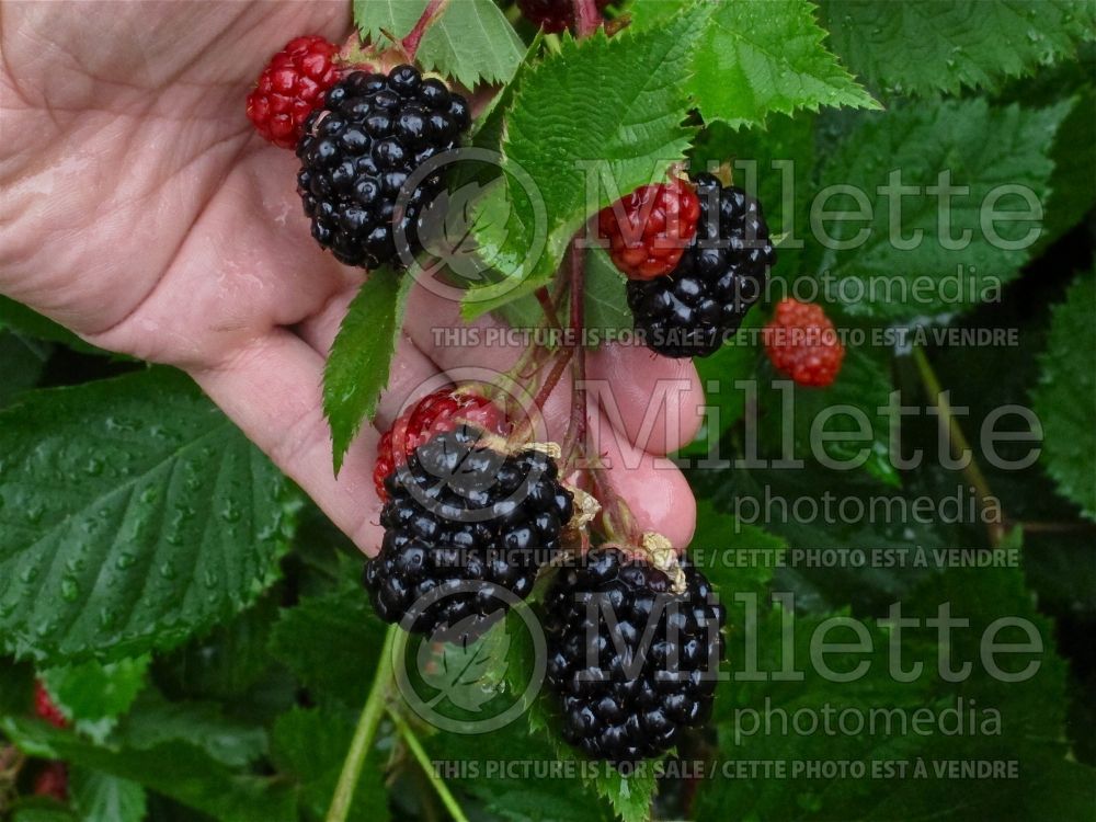 Rubus Triple Crown (blackberry) 4 