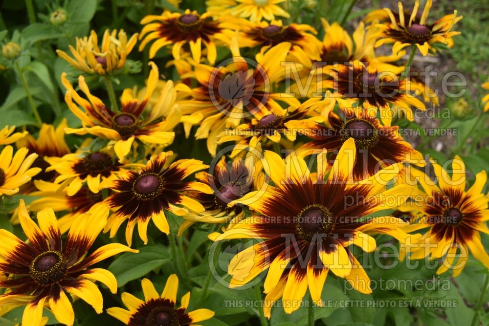 Rudbeckia Denver Daisy (Black-eyed Susan) 4 