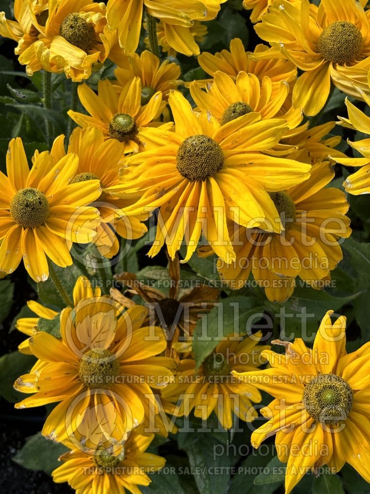 Rudbeckia Amarillo Gold (Black-eyed Susan) 4