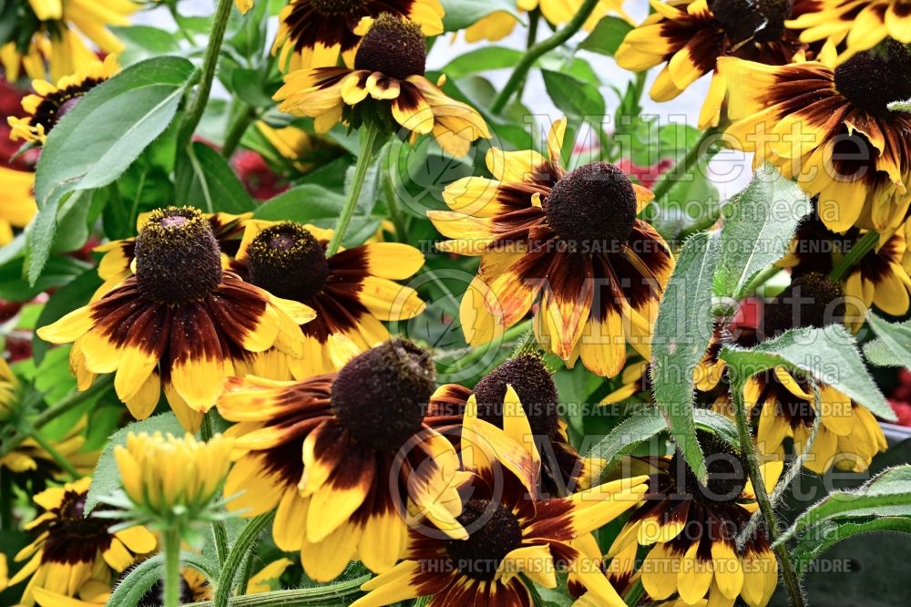 Rudbeckia Denver Daisy (Black-eyed Susan) 5 