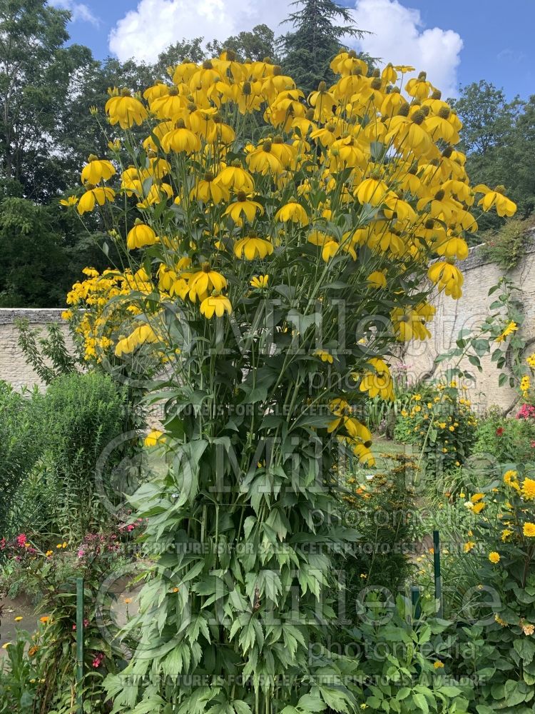 Rudbeckia grandiflora (Black-eyed Susan gloriosa daisy) 1