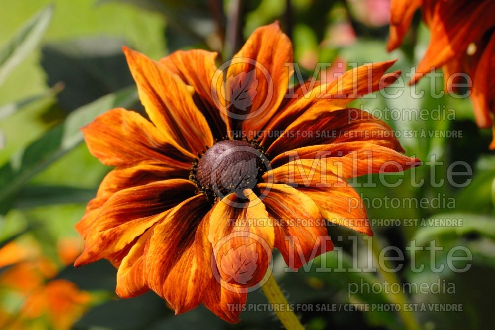 Rudbeckia Autumn Colors (Black-eyed Susan) 7