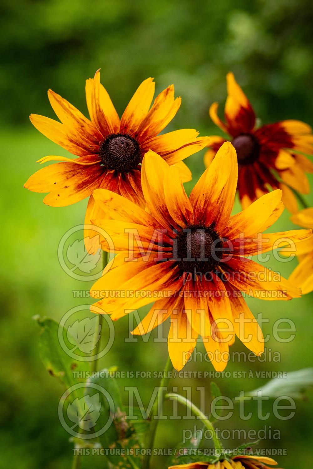 Rudbeckia Cherry Brandy (Black-eyed Susan) 5