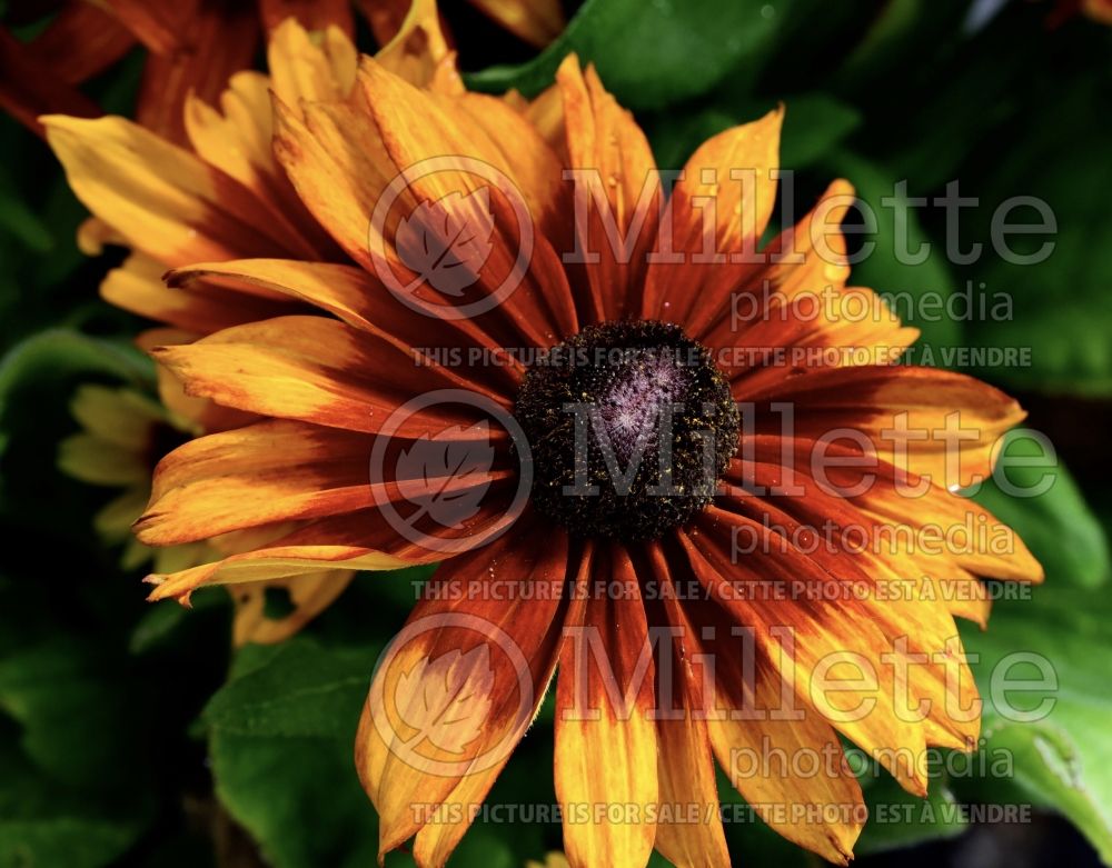 Rudbeckia Gloriosa (Black-eyed Susan gloriosa daisy) 2