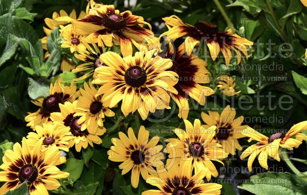 Rudbeckia Indian Summer (Black-eyed Susan) 4 