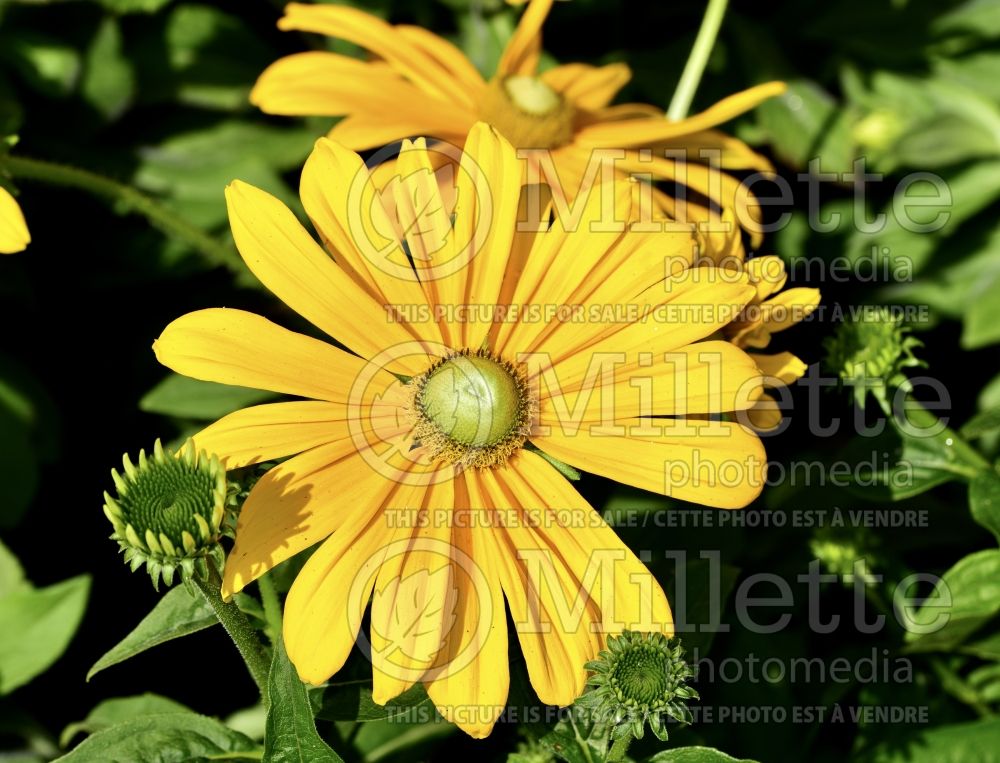 Rudbeckia Irish Eyes (Black-eyed Susan) 2