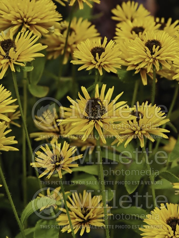 Rudbeckia Lion Cub (Black-eyed Susan) 2 