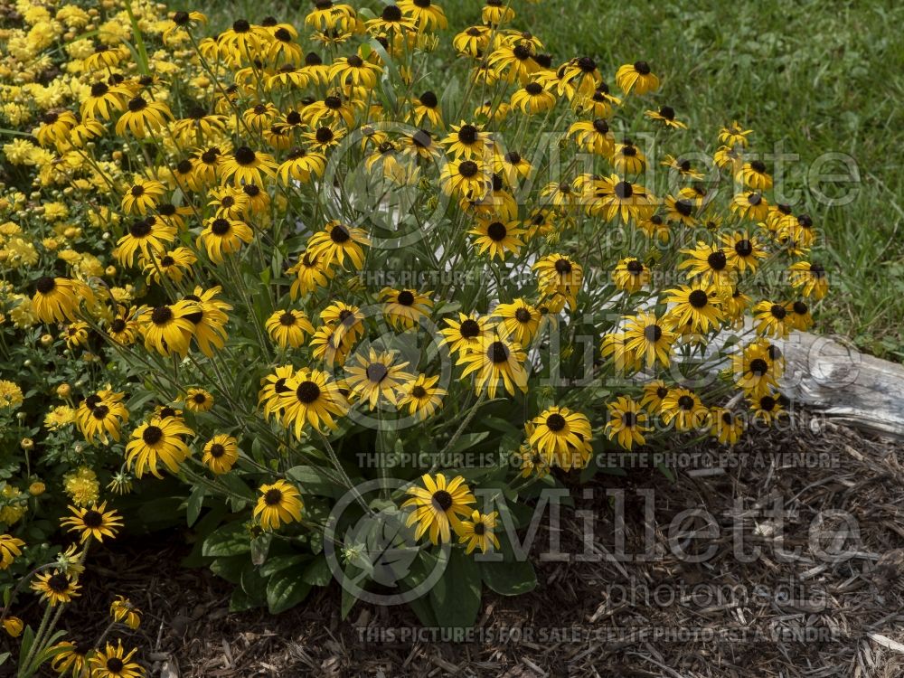 Rudbeckia American Gold Rush (Daisy flower) 2 