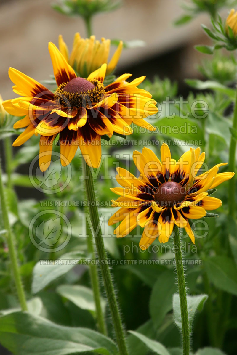 Rudbeckia Denver Daisy (Black-eyed Susan) 1 