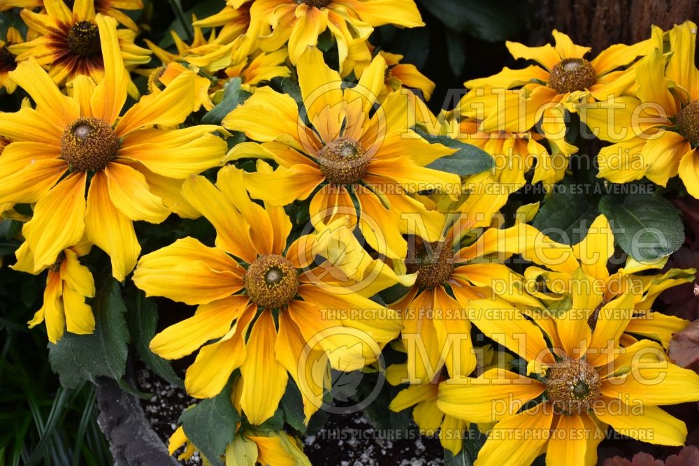 Echibeckia Summerina Butterscotch Biscuit (Black-eyed Susan) 1 