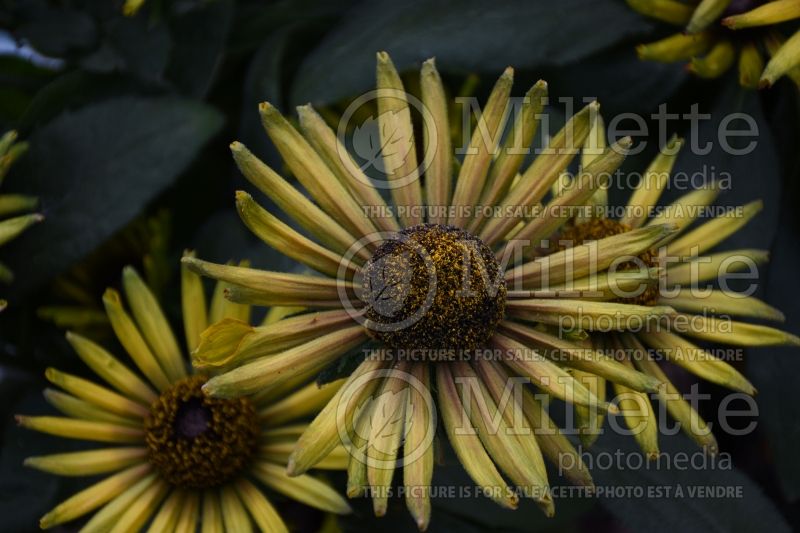 Echibeckia Summerina Electra Shock (Black-eyed Susan) 1 