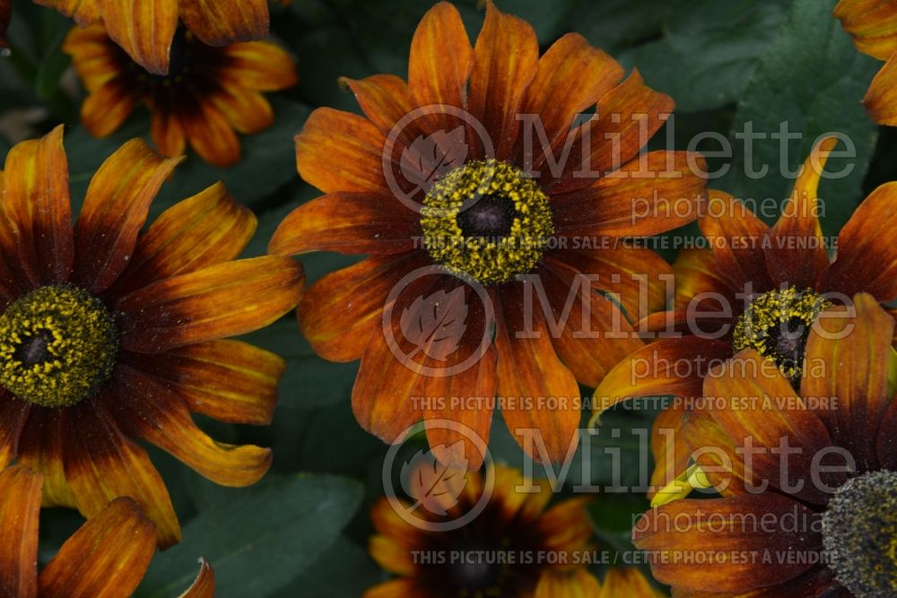 Echibeckia Summerina Pumpernickel (Black-eyed Susan) 2 