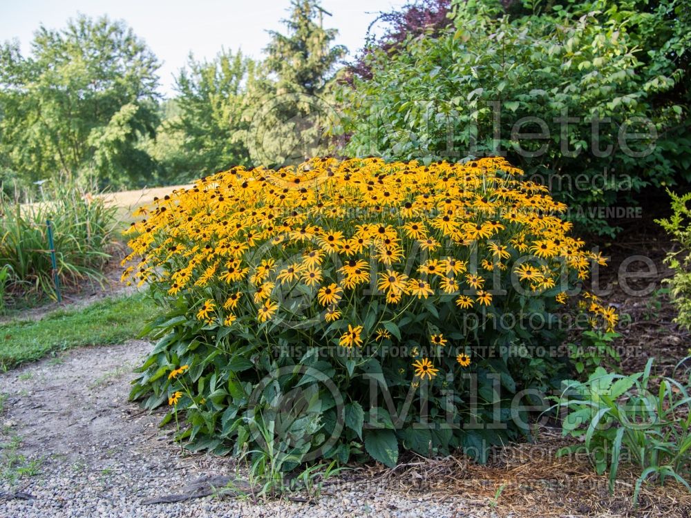 Rudbeckia Goldsturm (Black-eyed Susan) 3 