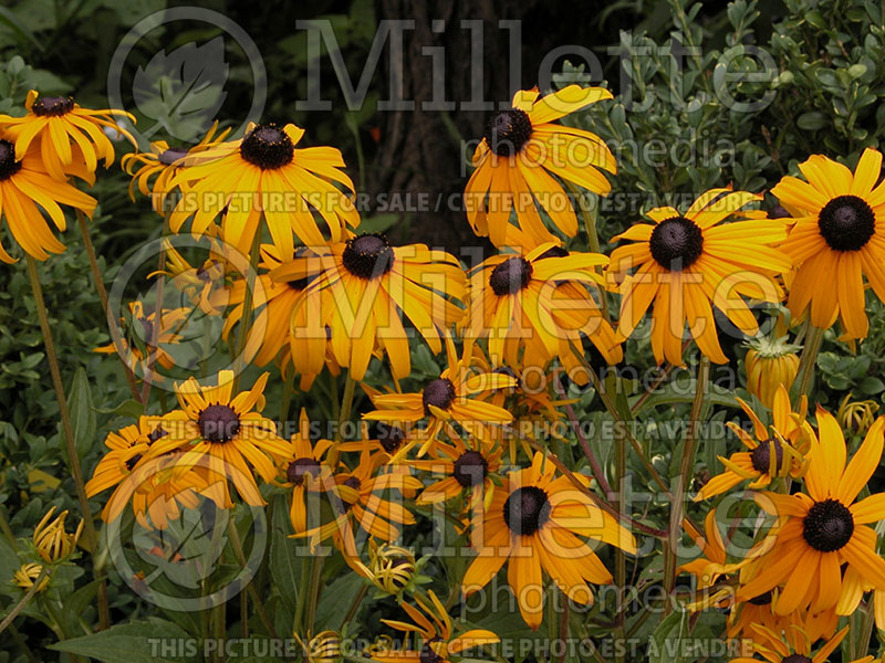 Rudbeckia Goldsturm (Black-eyed Susan) 1 