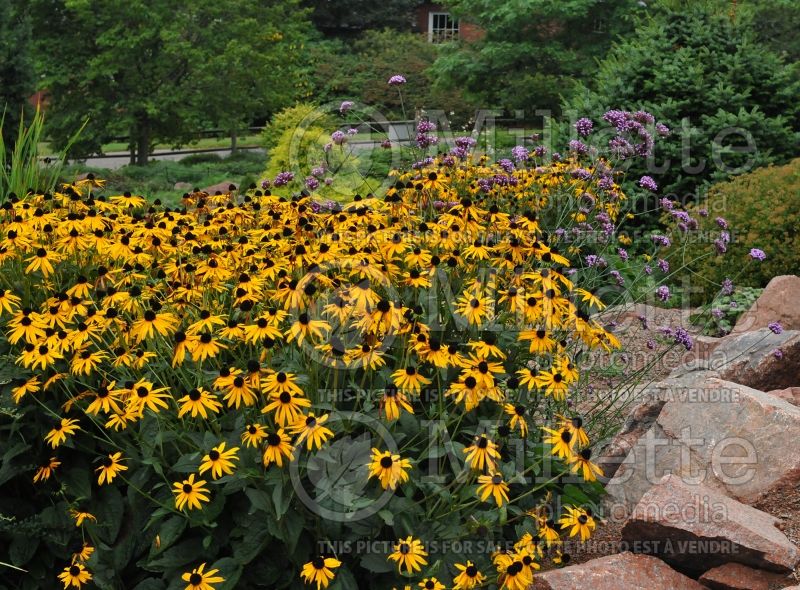 Rudbeckia Goldsturm (Black-eyed Susan) 2 