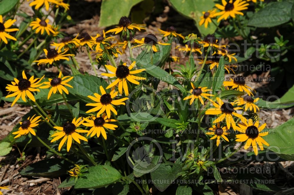 Rudbeckia Little Goldstar (Black-eyed Susan)  2