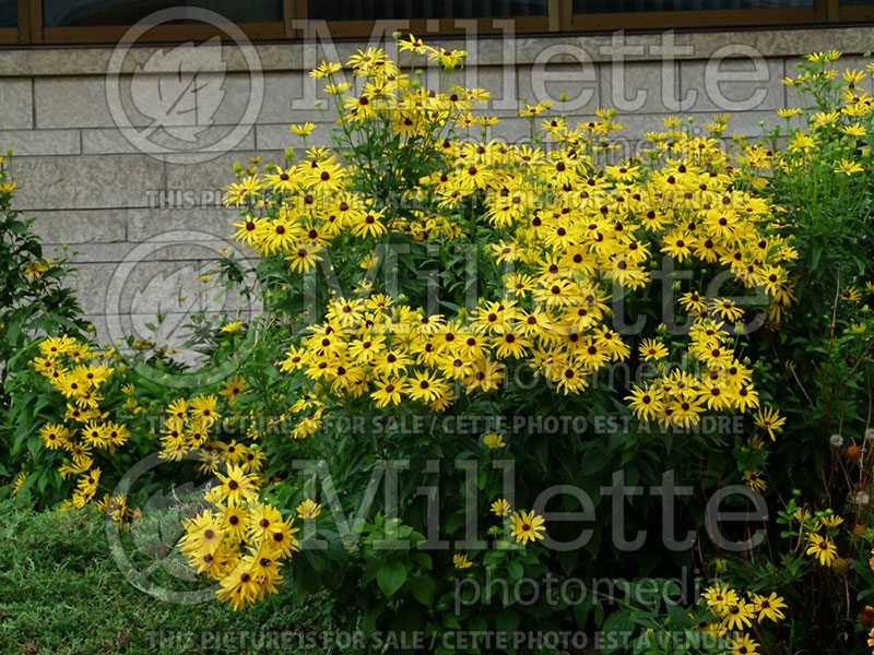 Rudbeckia fulgida (Black-eyed Susan) 1 