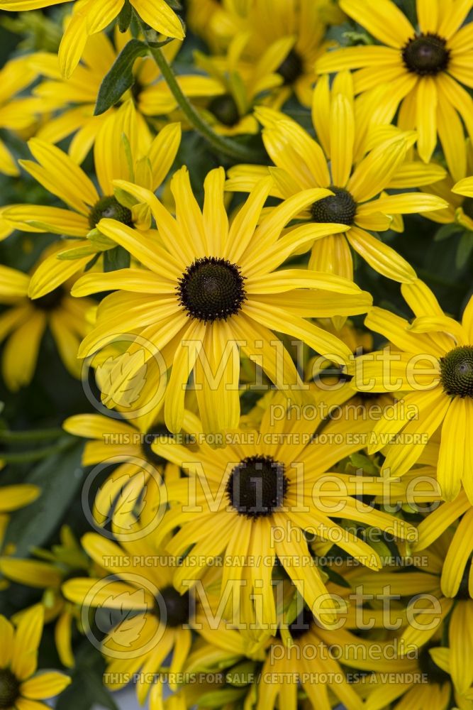 Rudbeckia Glitters Like Gold (Black-eyed Susan gloriosa daisy) 1