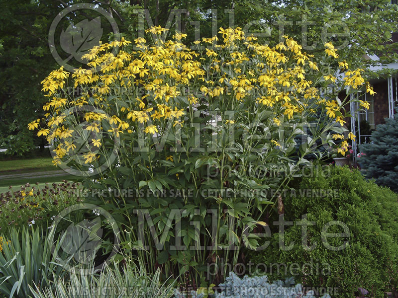 Rudbeckia Autumn Sun aka Herbstsonne (Black-eyed Susan, Coneflower) 3 