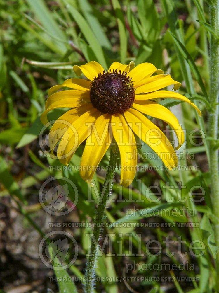 Rudbeckia hirta (Black-eyed Susan gloriosa daisy) 5
