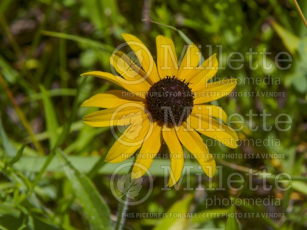 Rudbeckia hirta (Black-eyed Susan gloriosa daisy) 6