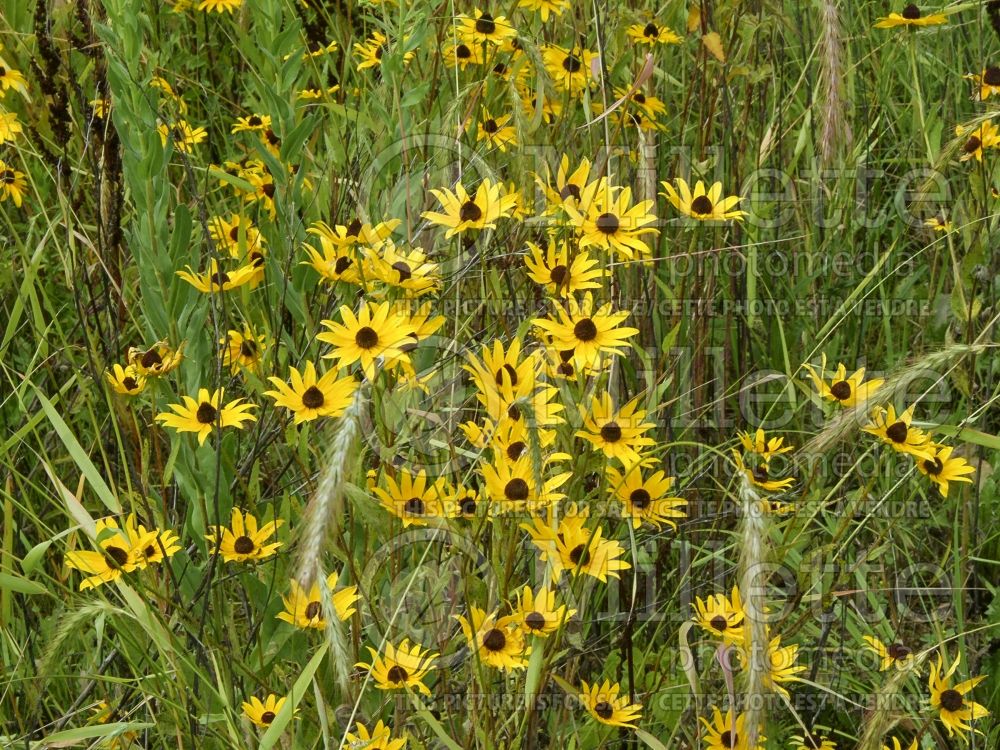 Rudbeckia hirta (Black-eyed Susan gloriosa daisy) 7