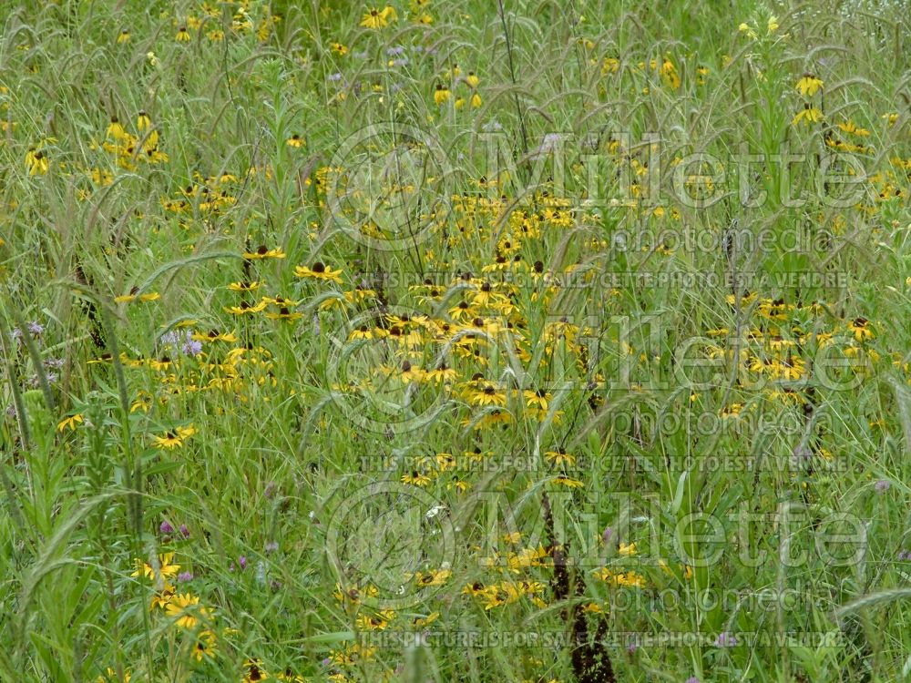 Rudbeckia hirta (Black-eyed Susan gloriosa daisy) 8