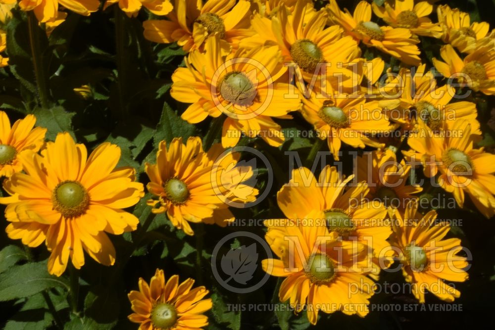 Rudbeckia Amarillo Gold (Black-eyed Susan) 1