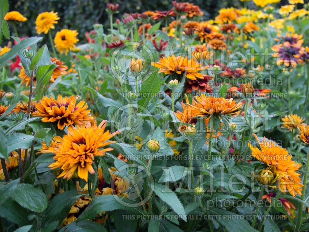 Rudbeckia Autumn Colors (Black-eyed Susan) 2 