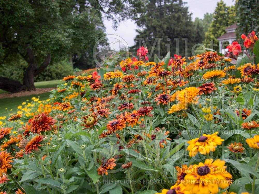 Rudbeckia Autumn Colors (Black-eyed Susan) 3 