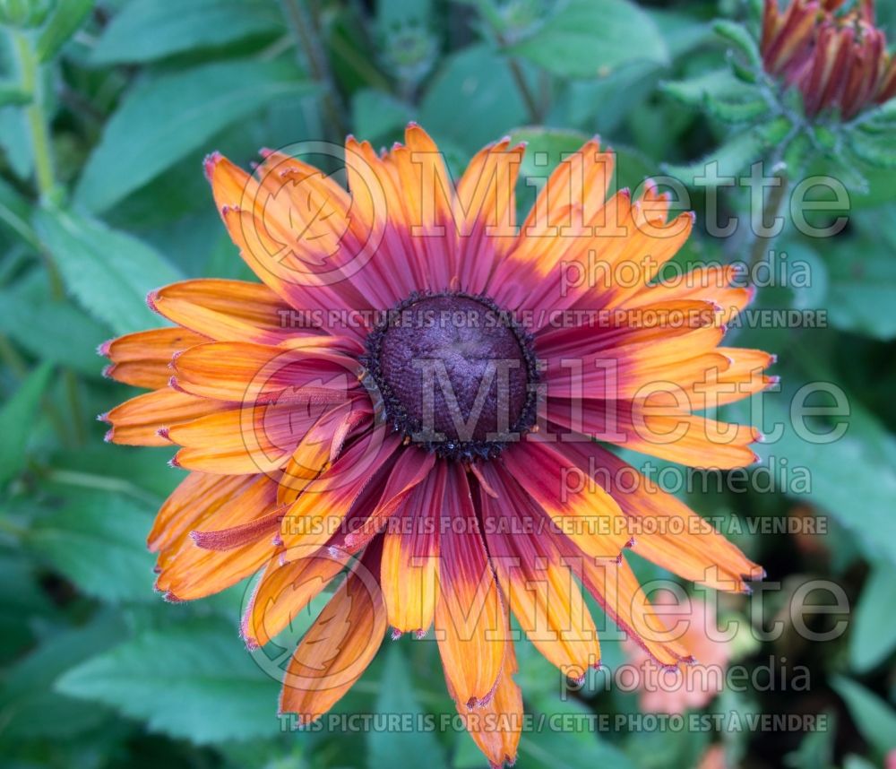 Rudbeckia Autumn Colors (Black-eyed Susan) 4 