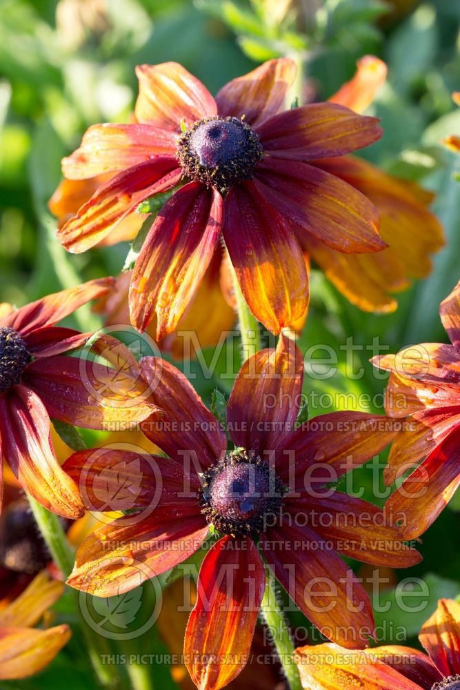 Rudbeckia Autumn Colors (Black-eyed Susan) 6 