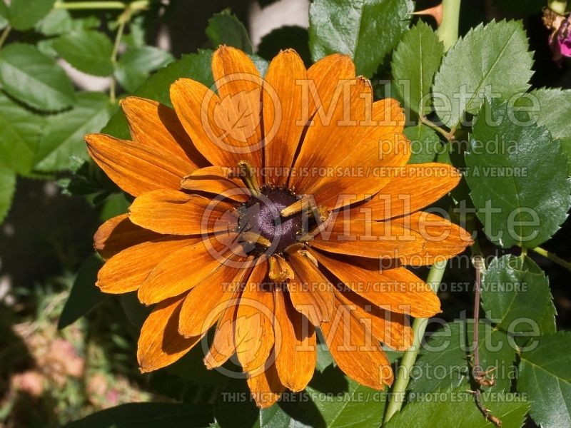 Rudbeckia Cherokee Sunset (Black-eyed Susan) 2