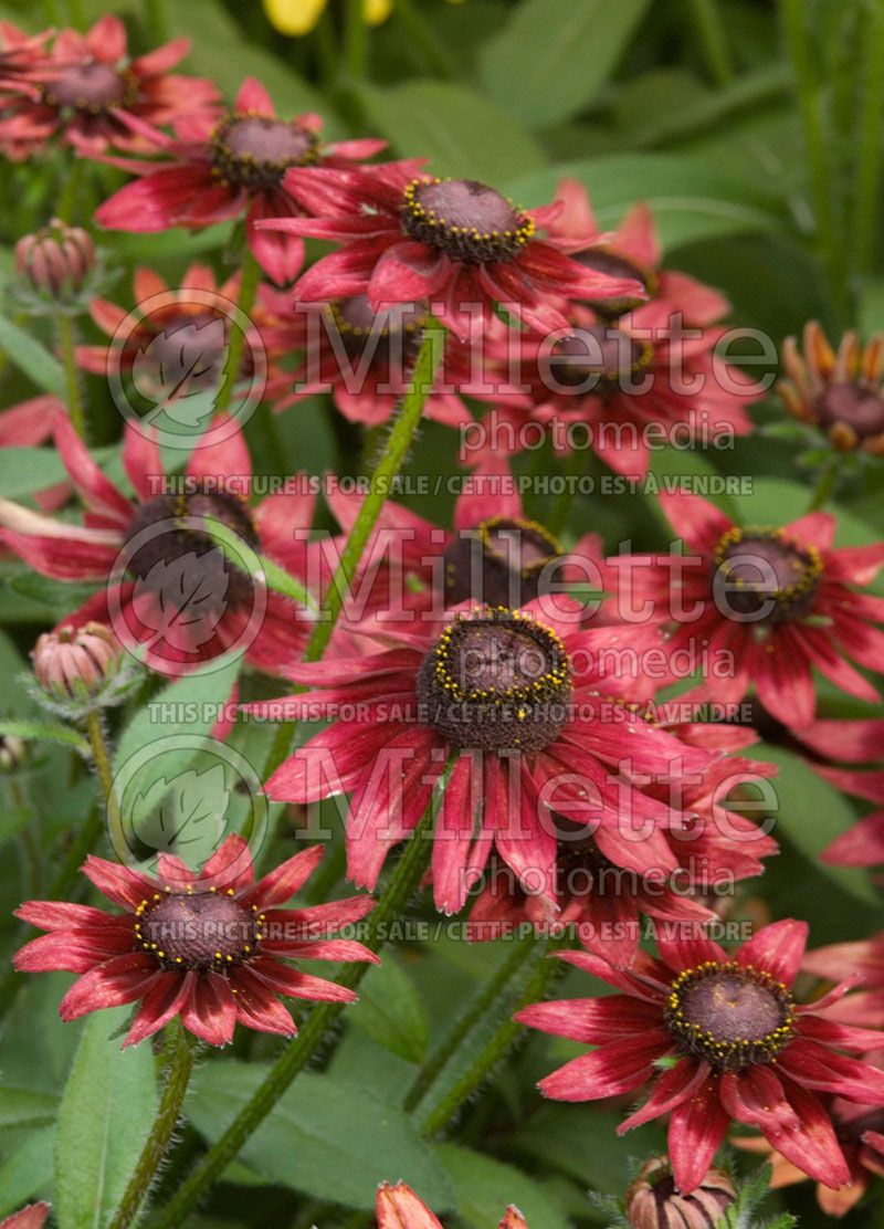 Rudbeckia Cherry Brandy (Black-eyed Susan) 2