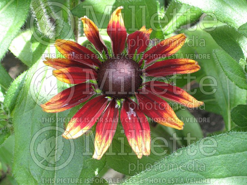 Rudbeckia Cherry Brandy (Black-eyed Susan) 1