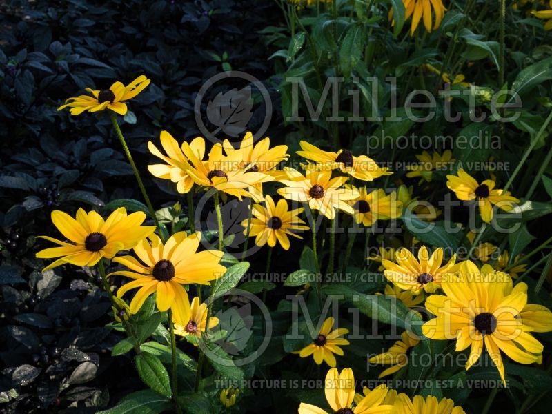 Rudbeckia Indian Summer (Black-eyed Susan) 2 