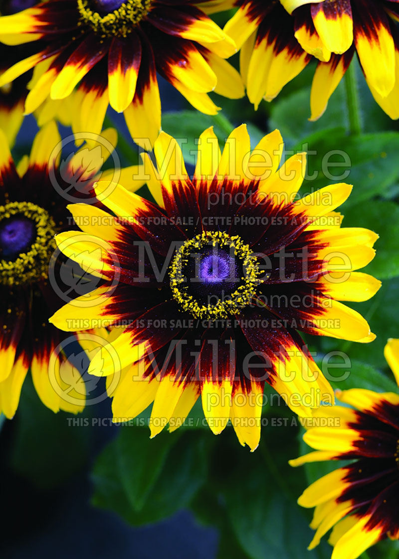 Rudbeckia Kelvedon Star (Black-eyed Susan) 1 