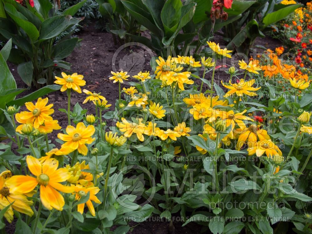 Rudbeckia Prairie Sun (Black-eyed Susan) 3 