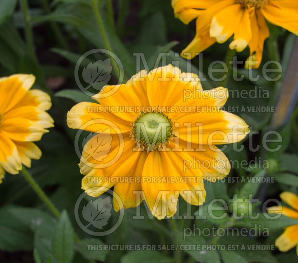 Rudbeckia Prairie Sun (Black-eyed Susan) 2 