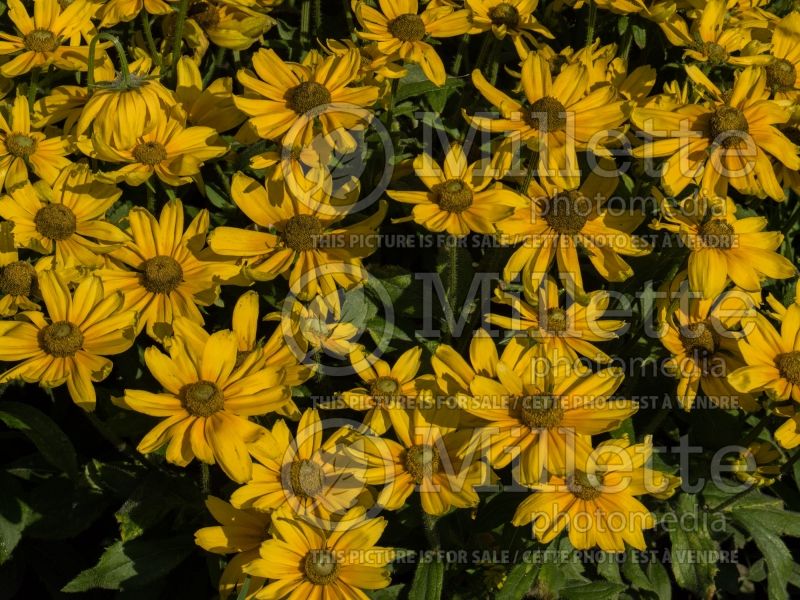 Rudbeckia Prairie Sun (Black-eyed Susan) 1 