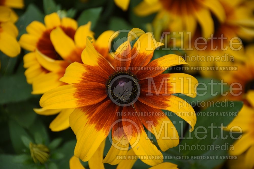 Rudbeckia Rising Sun Chestnut Gold (Black-eyed Susan) 1 