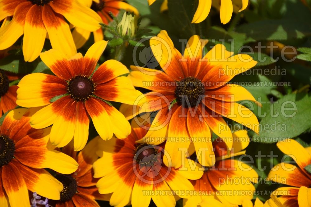 Rudbeckia Rising Sun Chestnut Gold (Black-eyed Susan) 2 