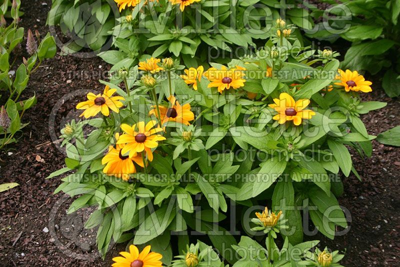 Rudbeckia Tiger Eyes Gold (Black-eyed Susan)  2