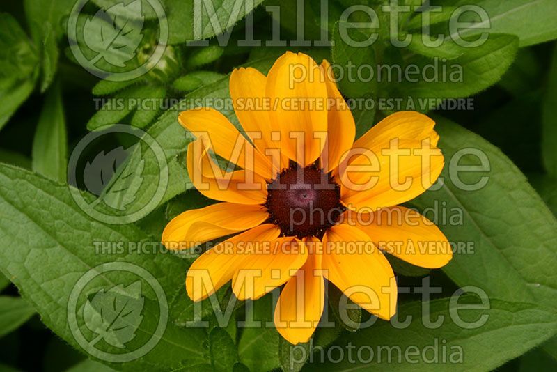 Rudbeckia Tiger Eyes Gold (Black-eyed Susan)  1